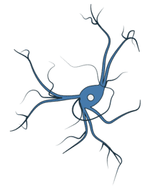 Cholinergic Neurons - Antibodies.com